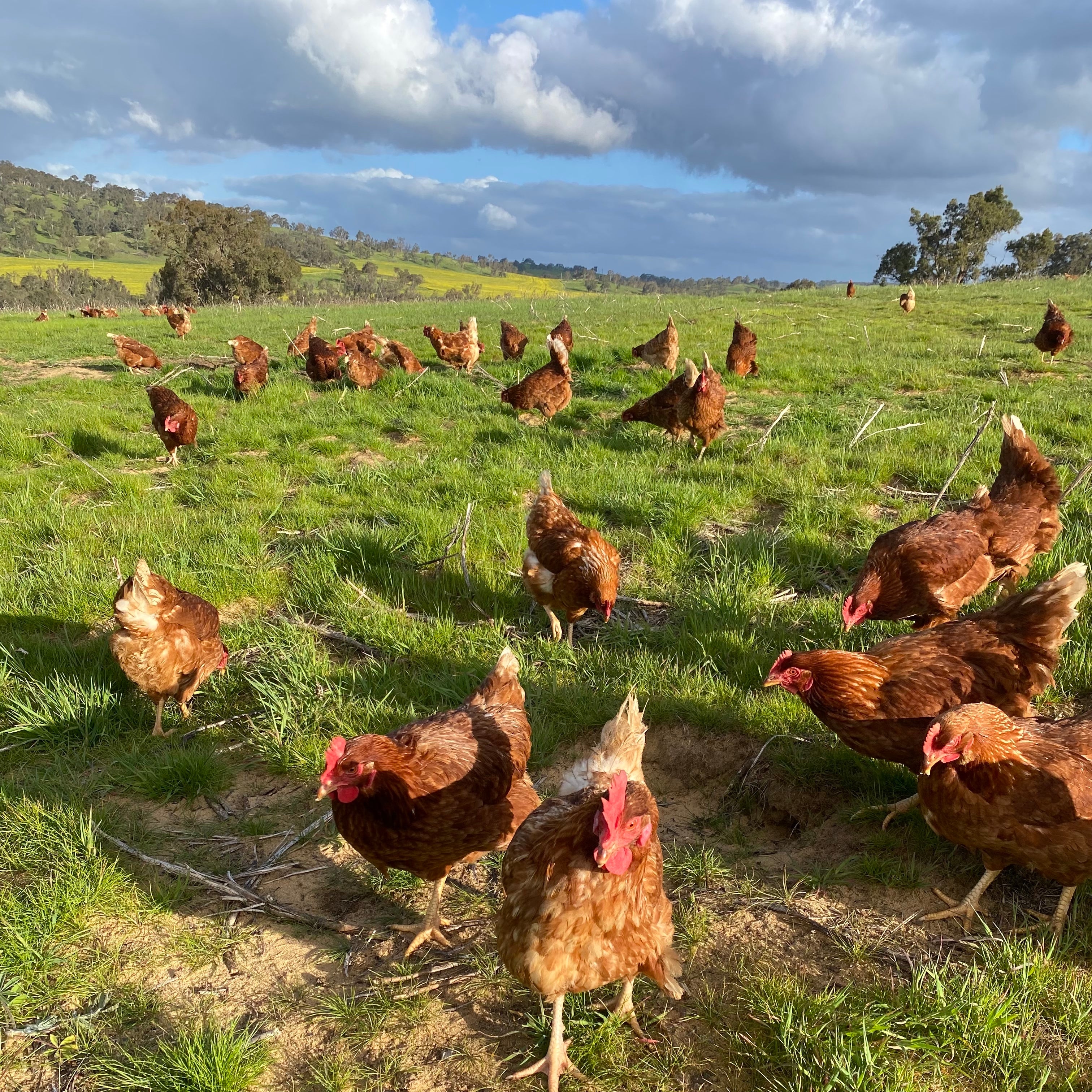 Daglish Postcode Delivery locations – Pines Road Pastured Eggs